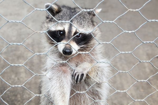 Longview Wildlife Removal