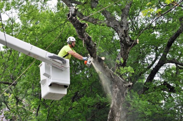 Longview Tree Trimming